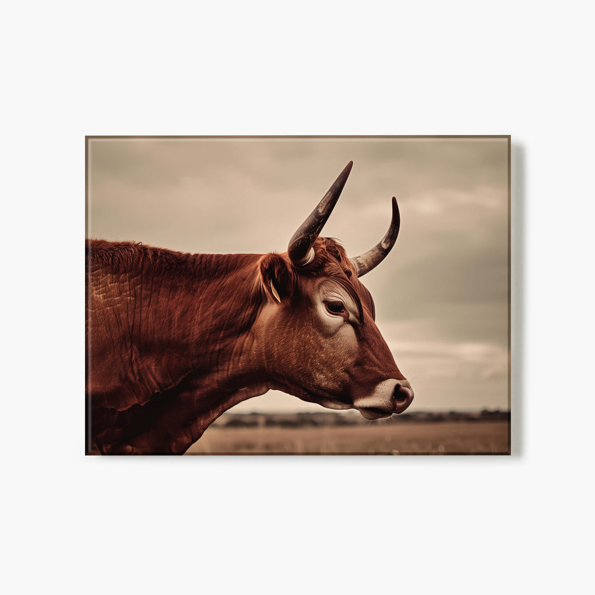 Glass print of a brown cow with large horns against a neutral background