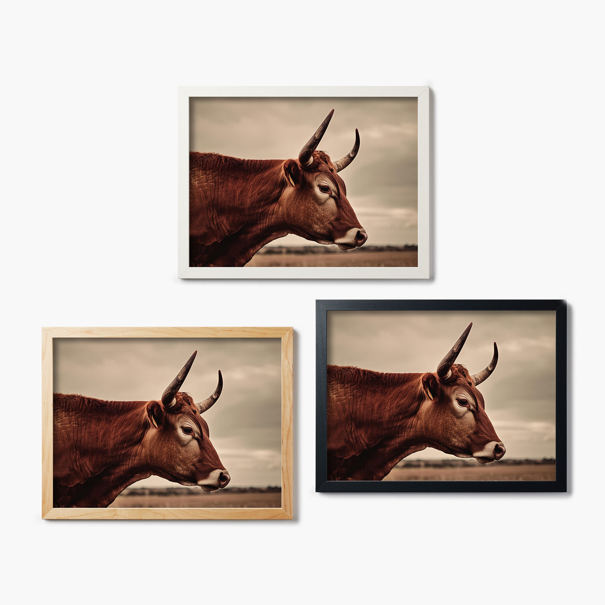 Three framed glass prints of a cow with different frame colors on a white background