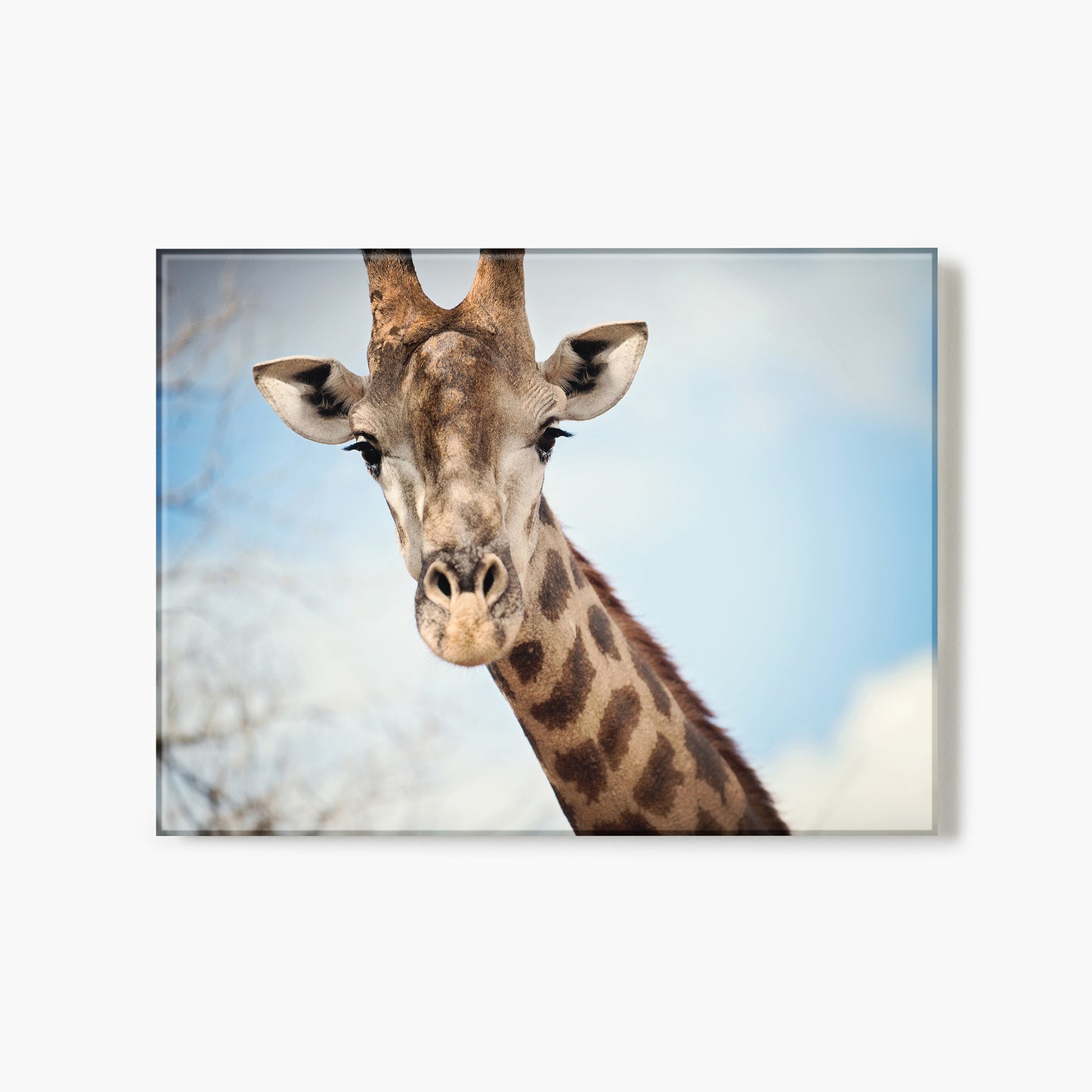 Giraffe Portrait I