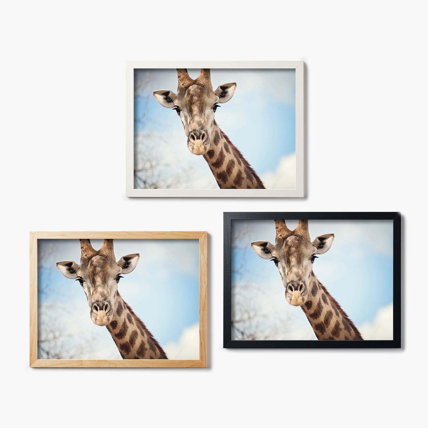 Giraffe Portrait I