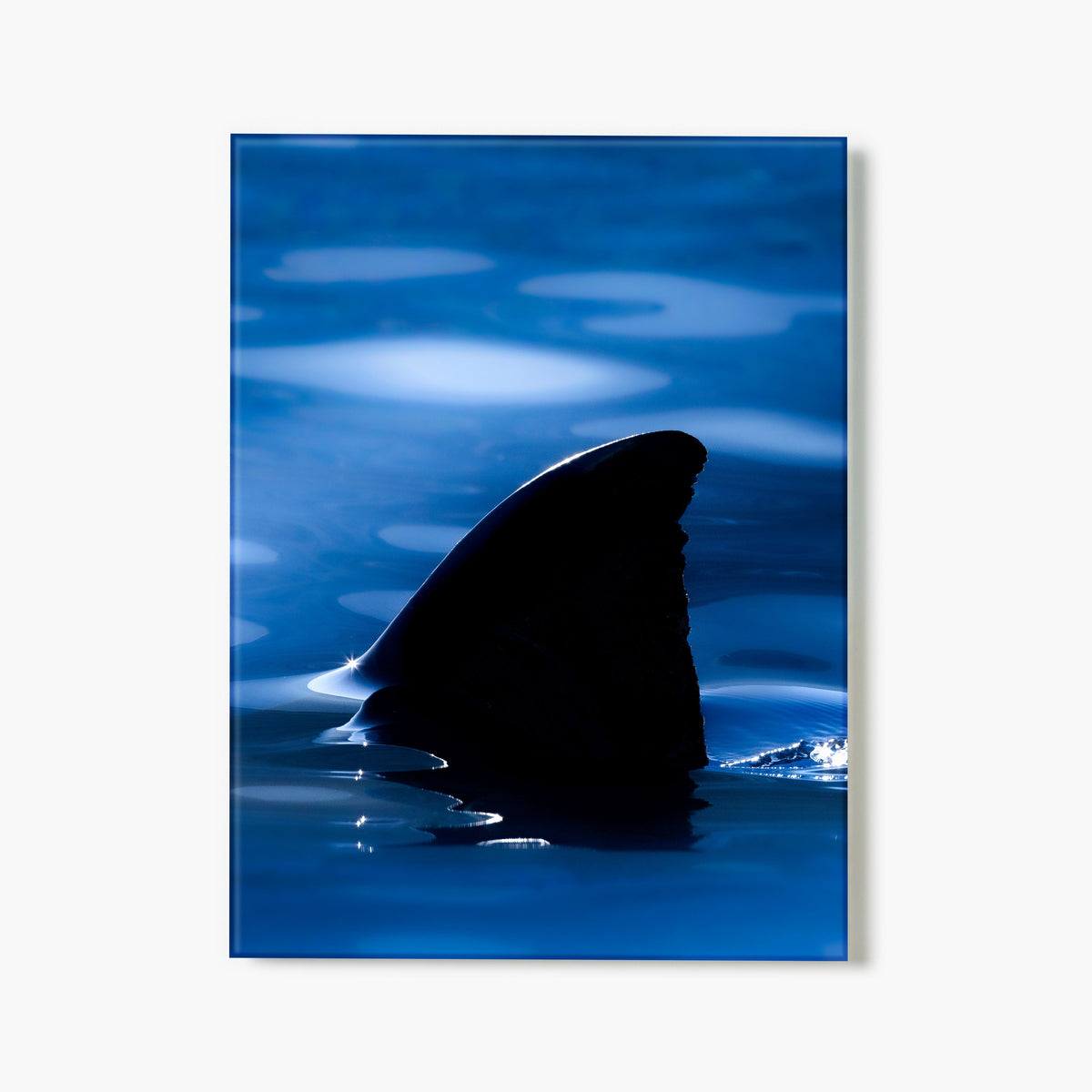 Silhouette of a shark fin emerging from blue water with ripples.