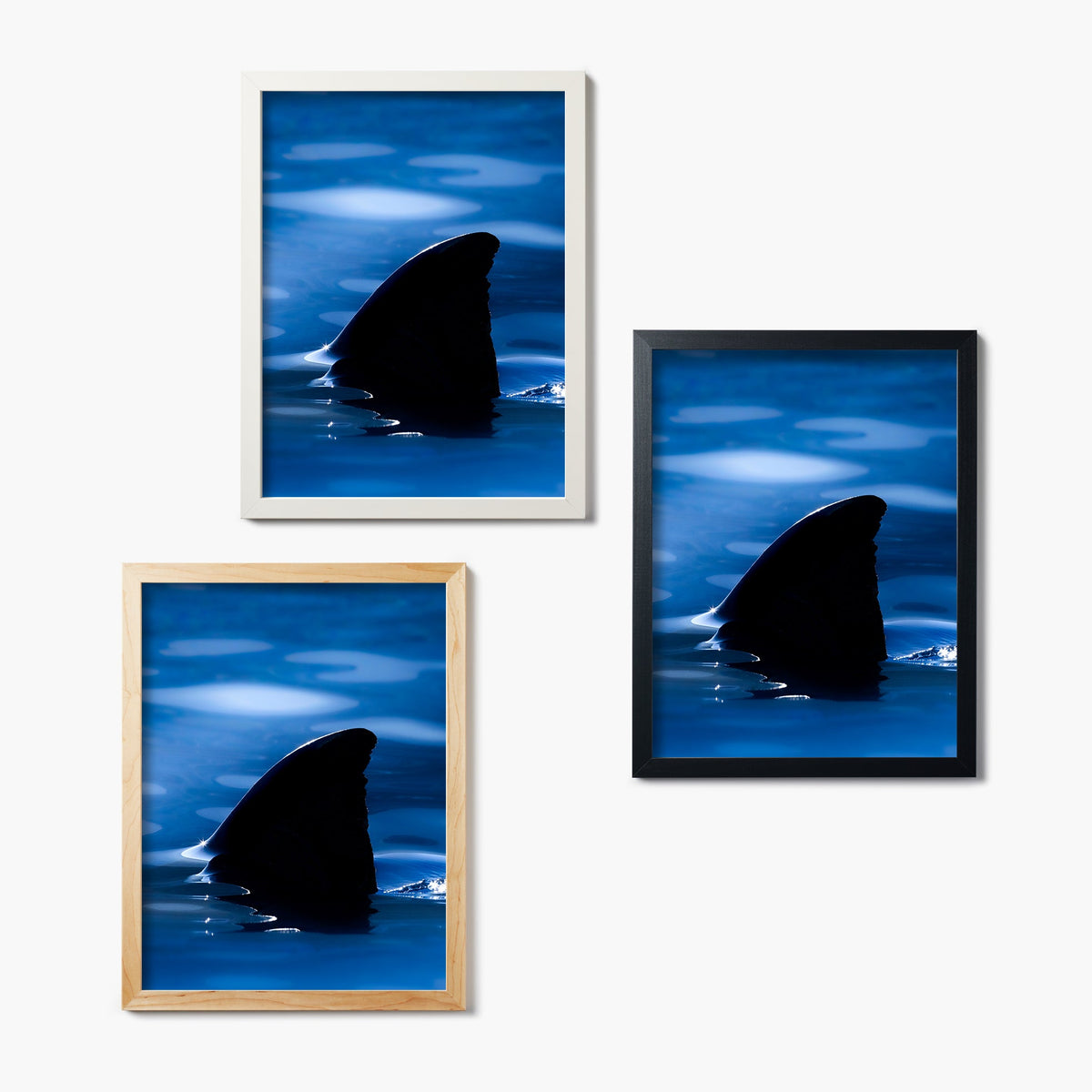 Set of three framed pictures featuring shark fins in water on a white background