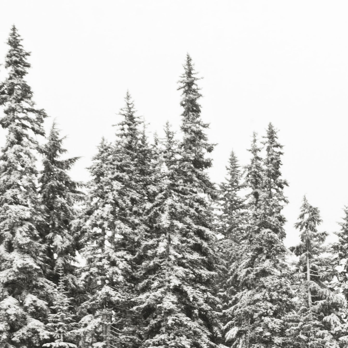 Gold Lake Trees