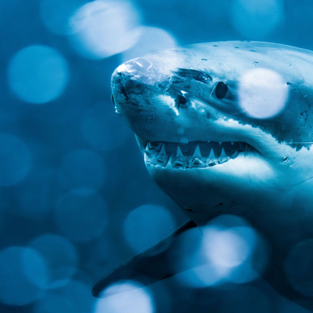 Close-up of a shark with a blurred blue background