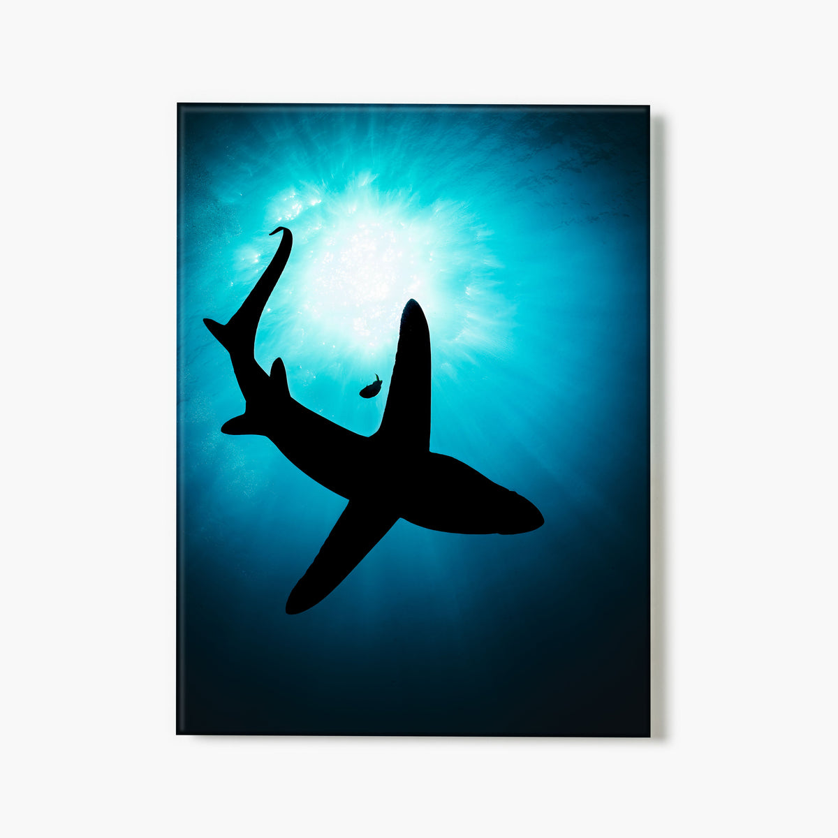 A glass print of the silhouette of a shark and one lone fish against a bright blue underwater background