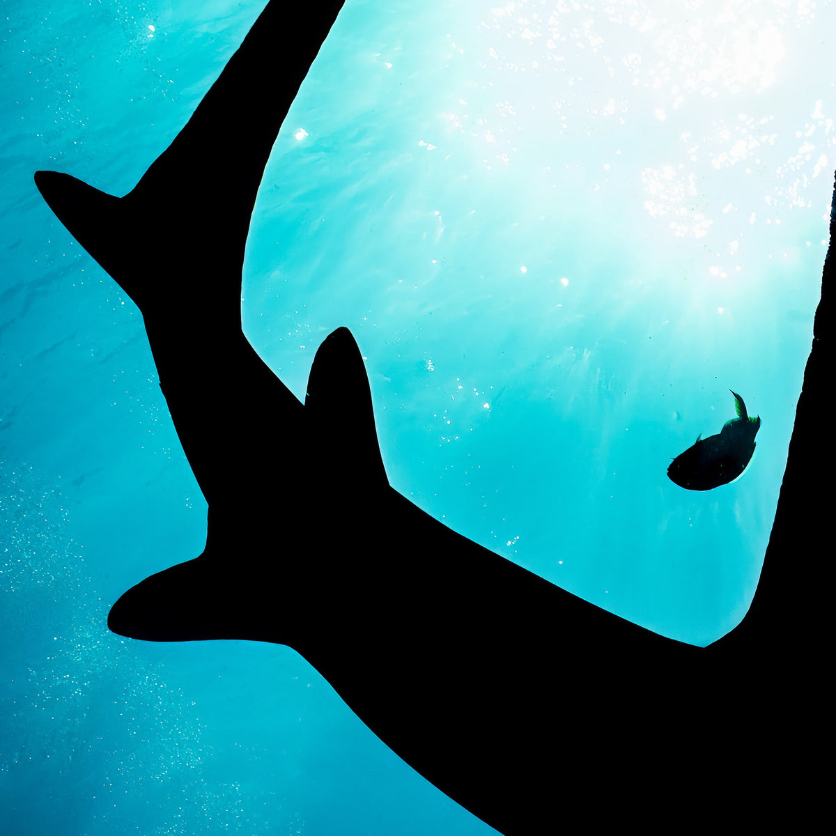 Close-up on a silhouette of a shark and single fish against a bright blue underwater background