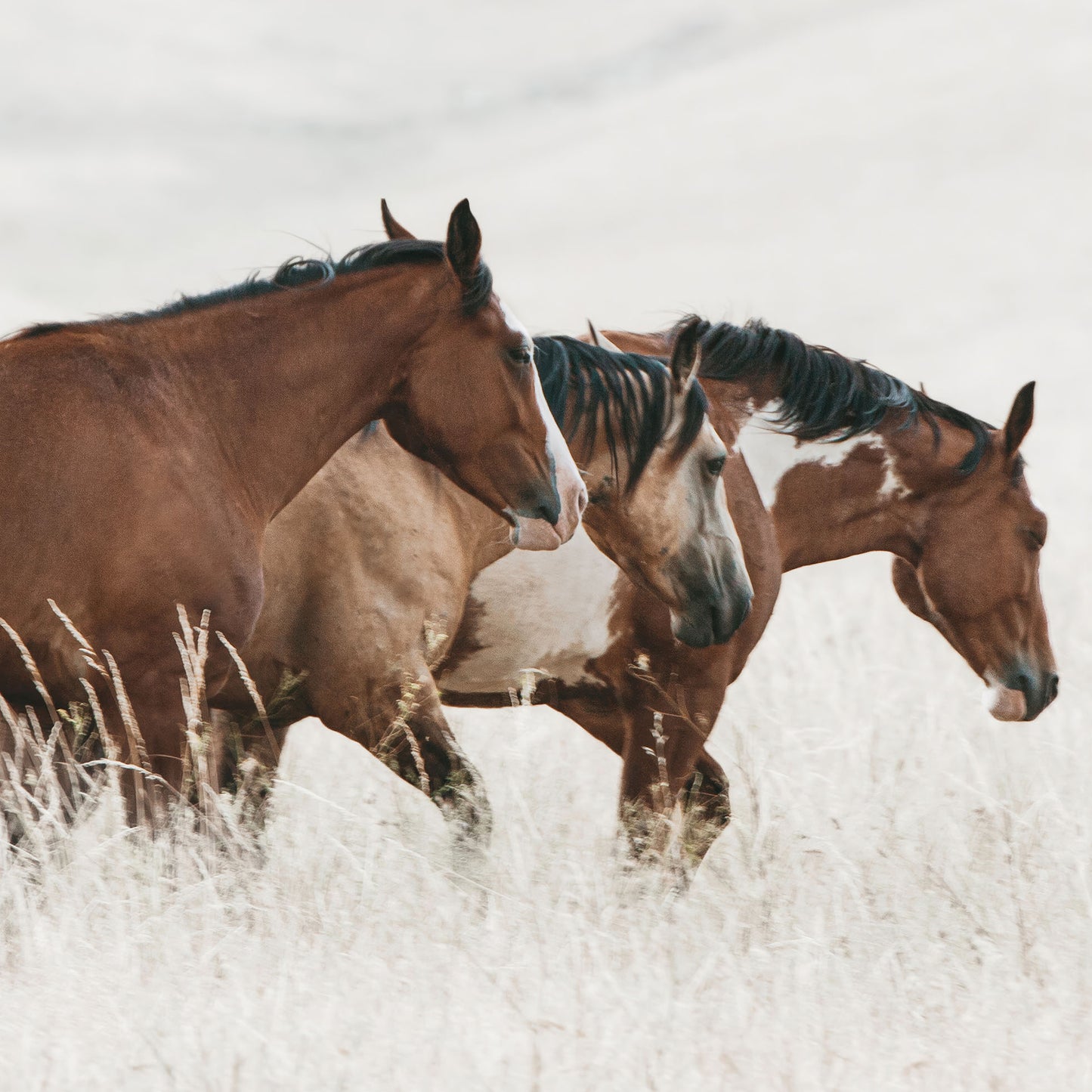 Horse Moves