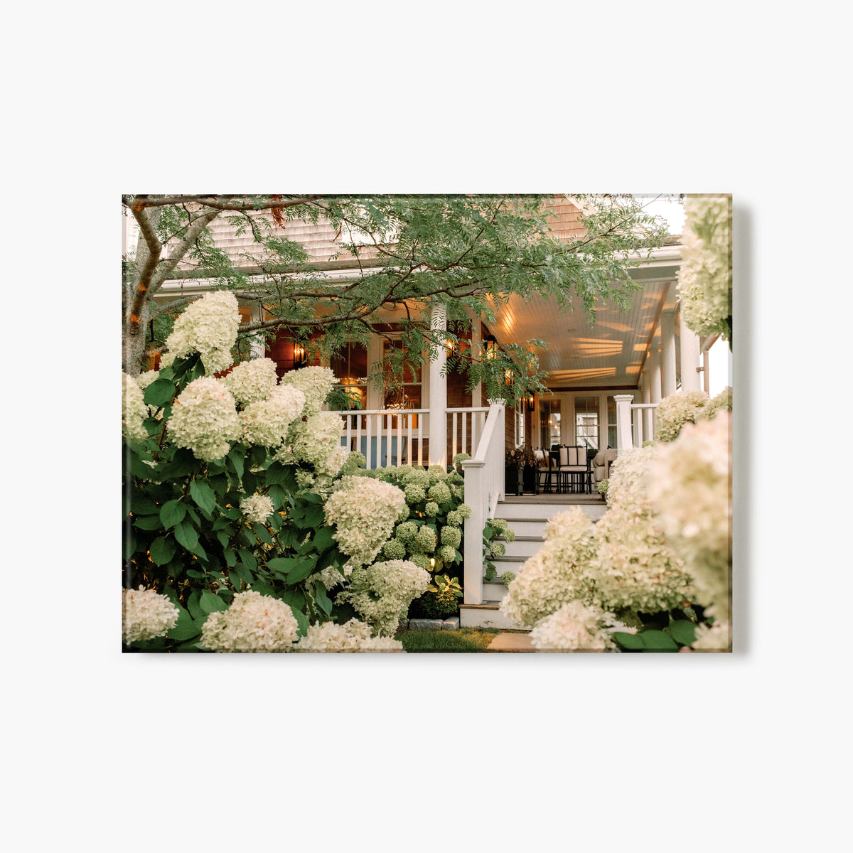 Glass print of abundant white hydrangeas in front of a house with a covered porch