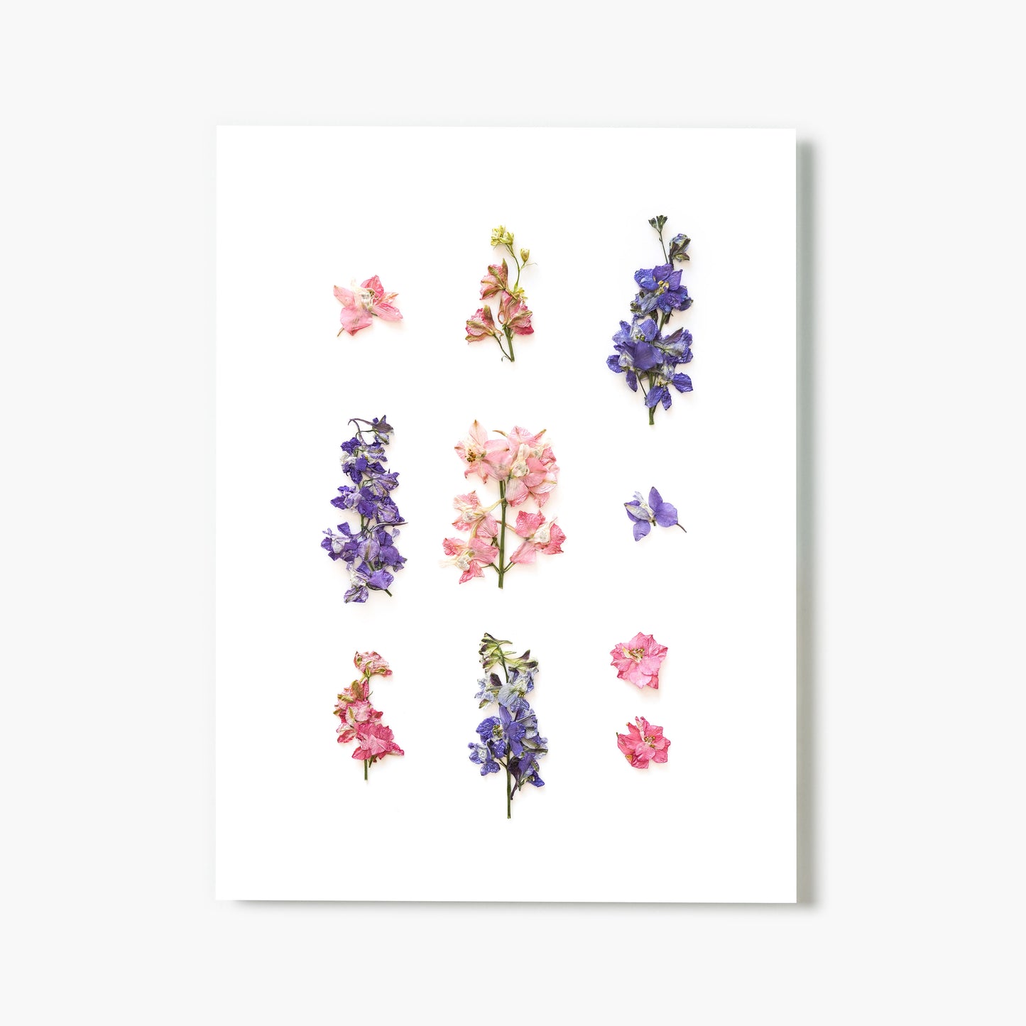 July Larkspur No. 2 Pressed Floral Print