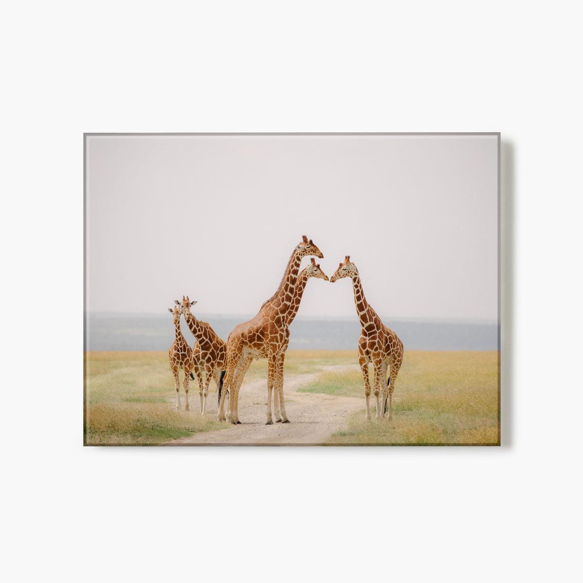 Glass print of artwork of three giraffes on a grassy plain with a white background