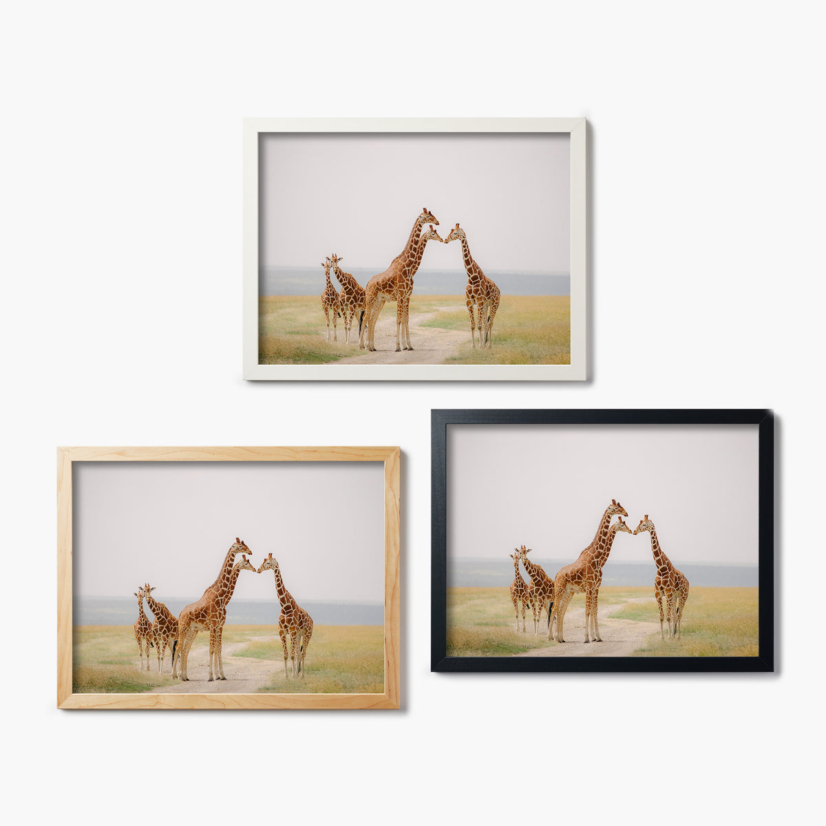 Set of three framed glass prints featuring a photo of giraffes in a savannah against a white background
