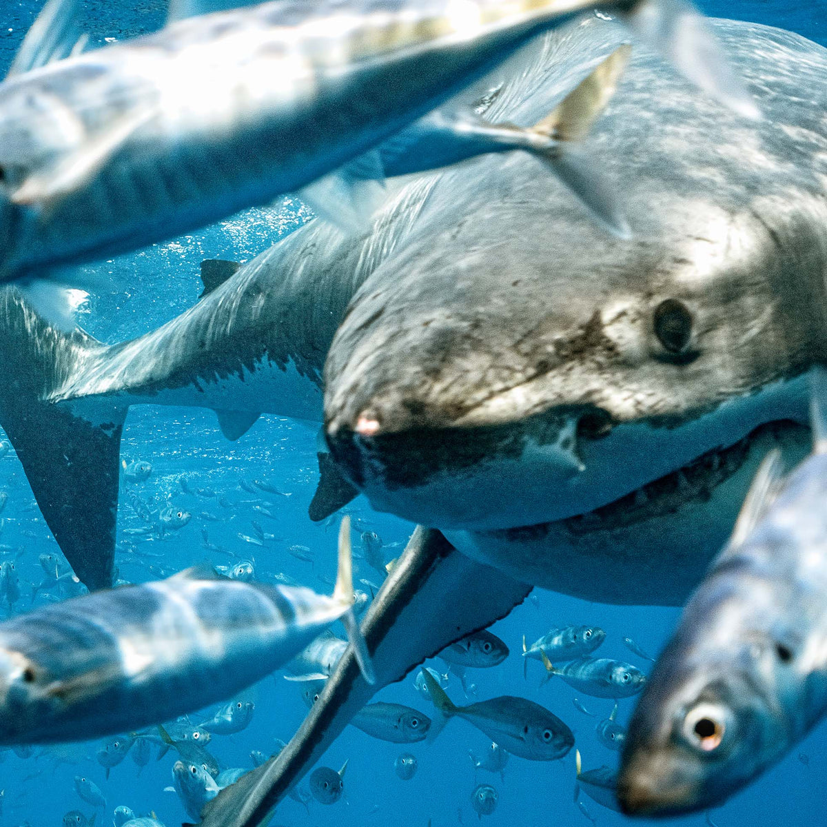 Close-up of a shark surrounded by fish underwater