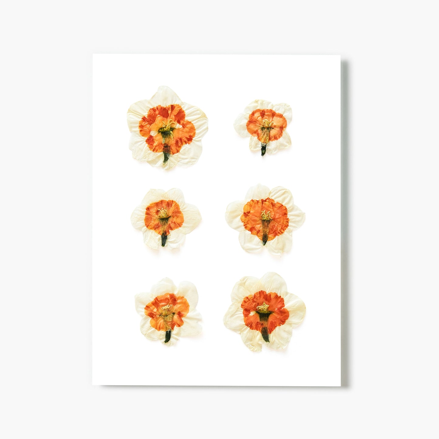 March Daffodil No. 2 Pressed Floral Print