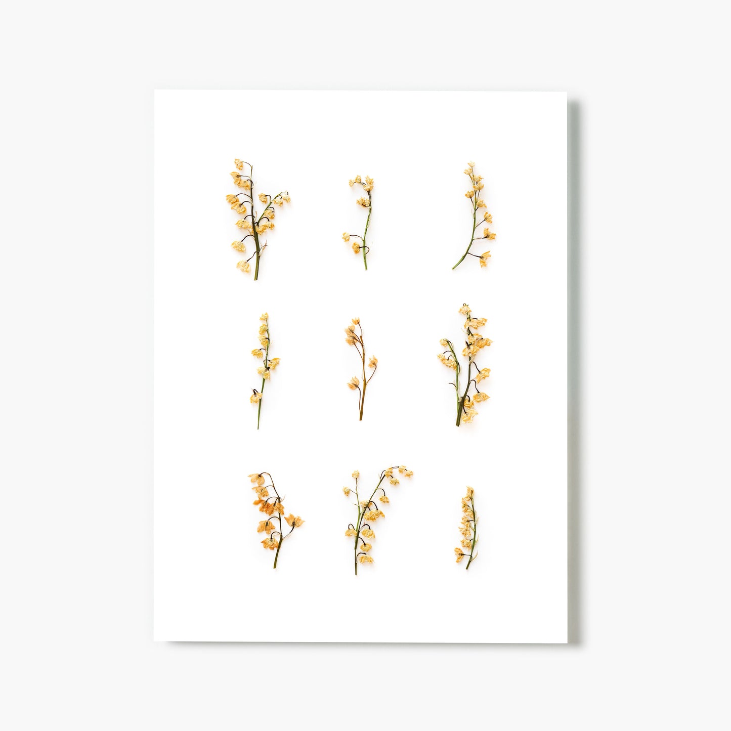 May Lily Of The Valley No. 2 Pressed Floral Print