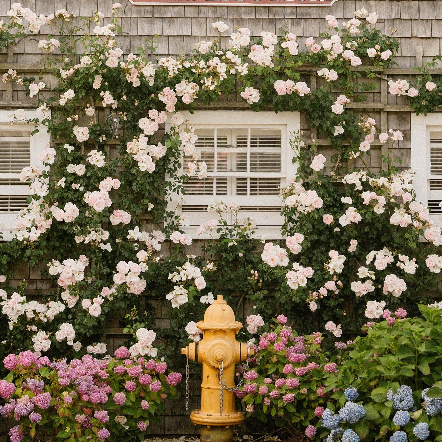 Nantucket Rose