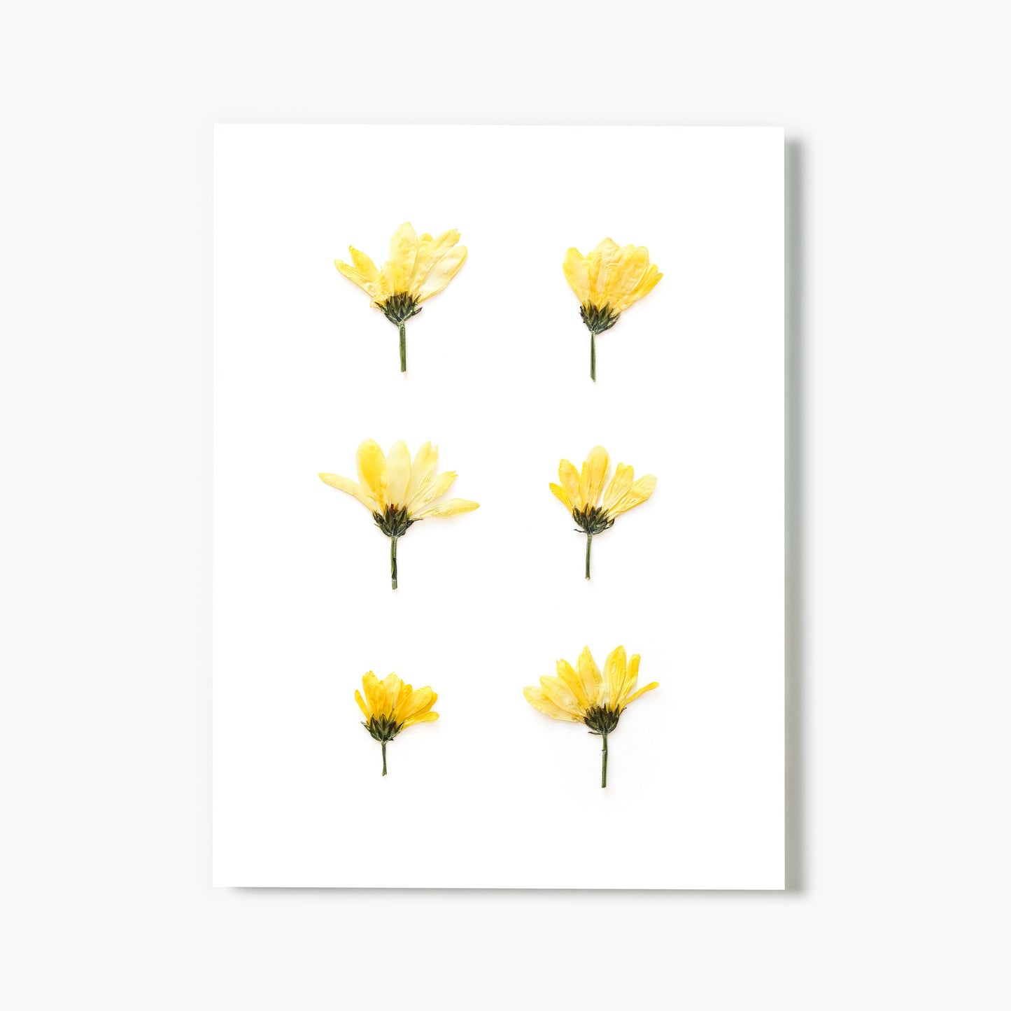 November Chrysanthemum No. 2 Pressed Floral Print