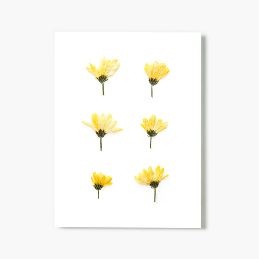 November Chrysanthemum No. 2 Pressed Floral Print