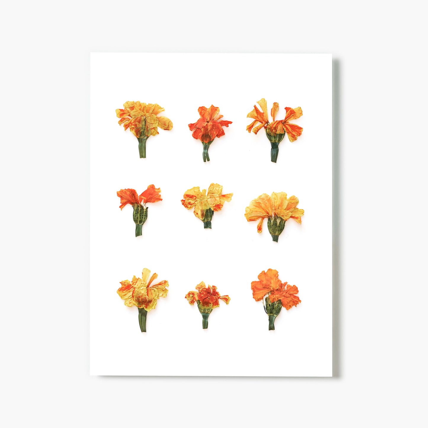 October Marigold No. 2 Pressed Floral Print