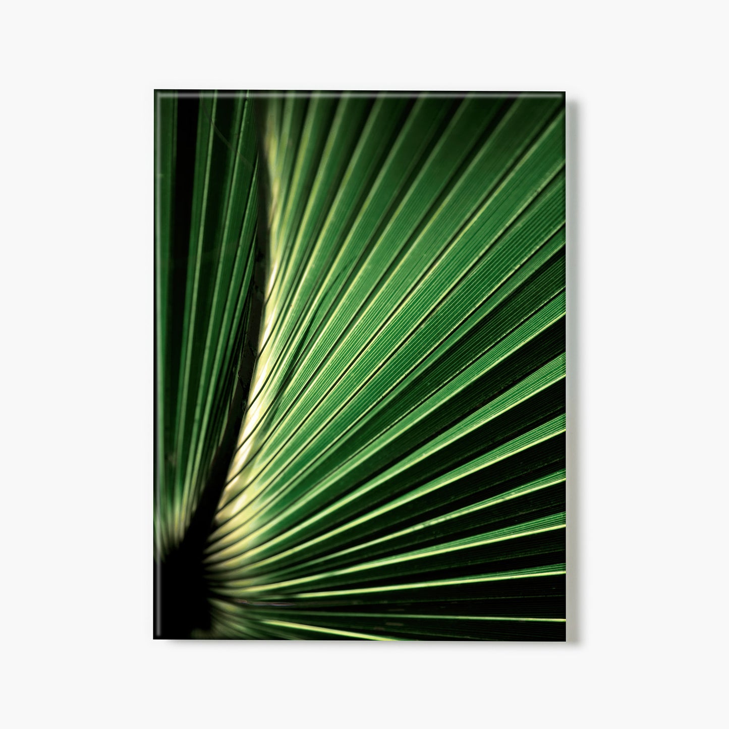 Palm Frond 1