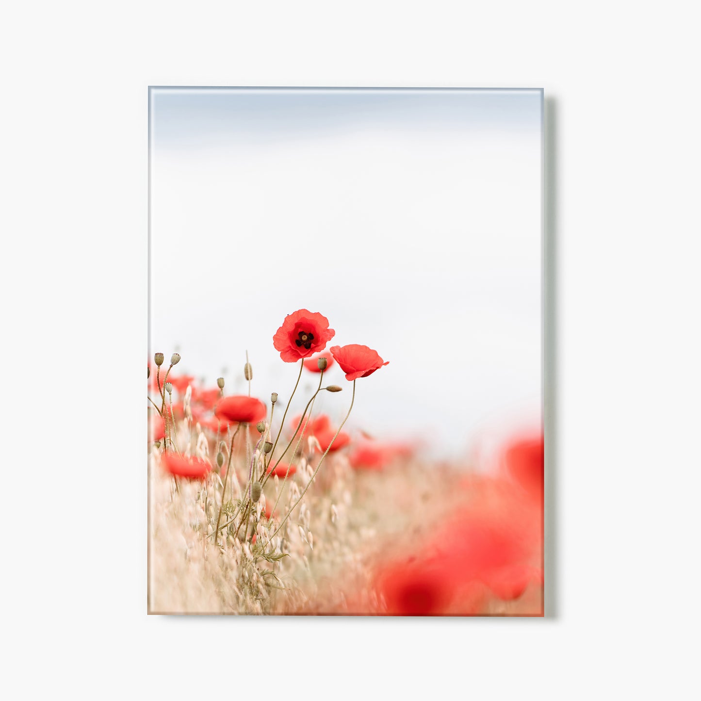 Pop Of Poppies