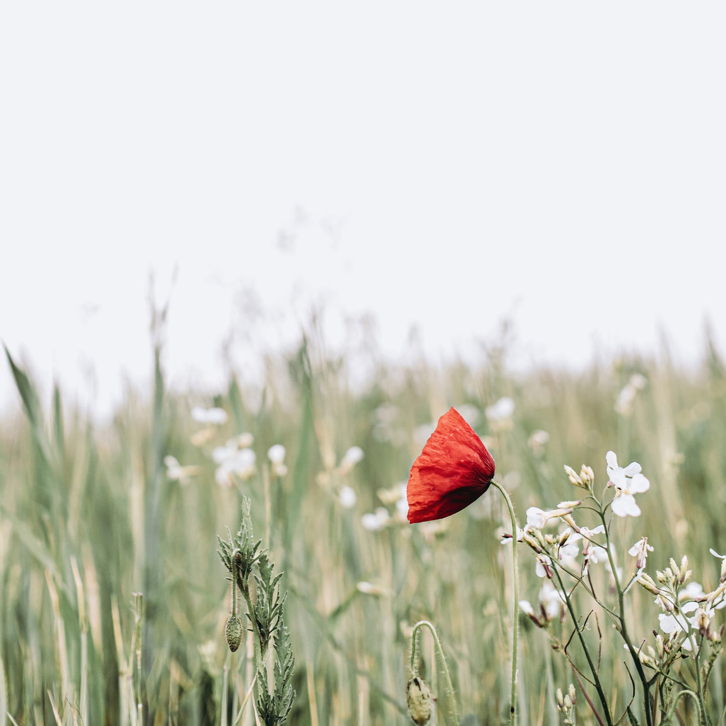 Pop of Poppies 2