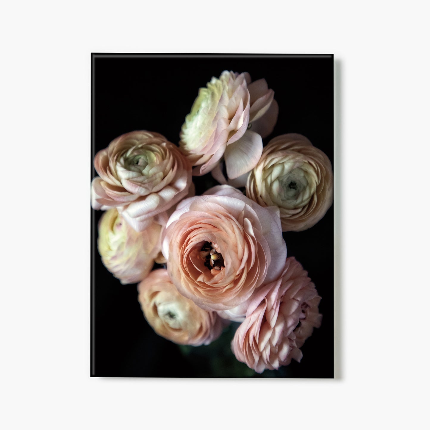 Ranunculus Group II