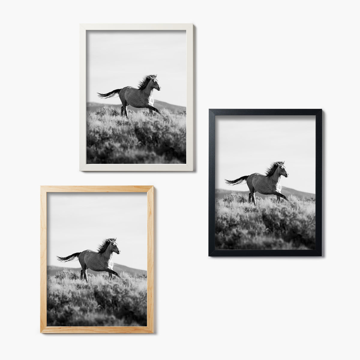 Running Wild Stallion