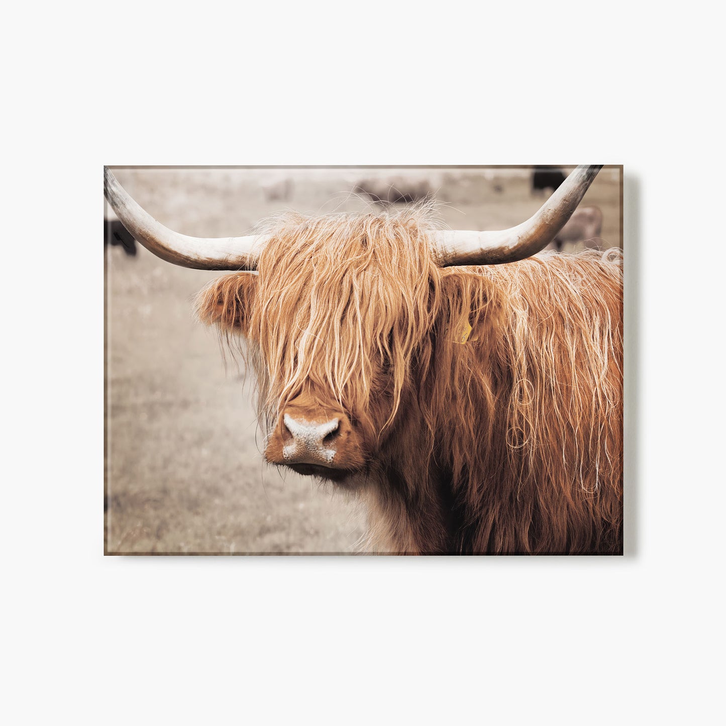 Scottish Highland Cattle I Neutral Feature