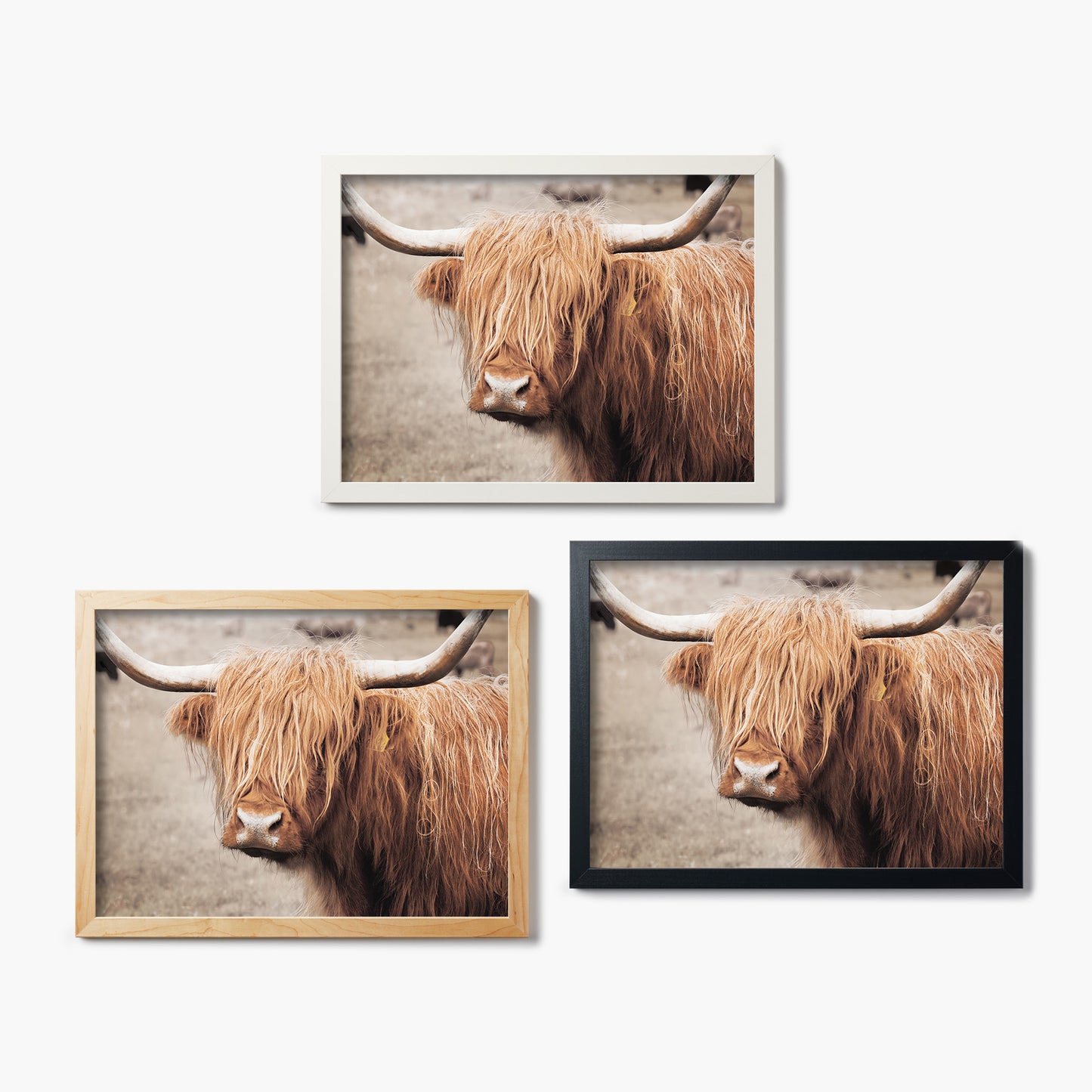 Scottish Highland Cattle I Neutral