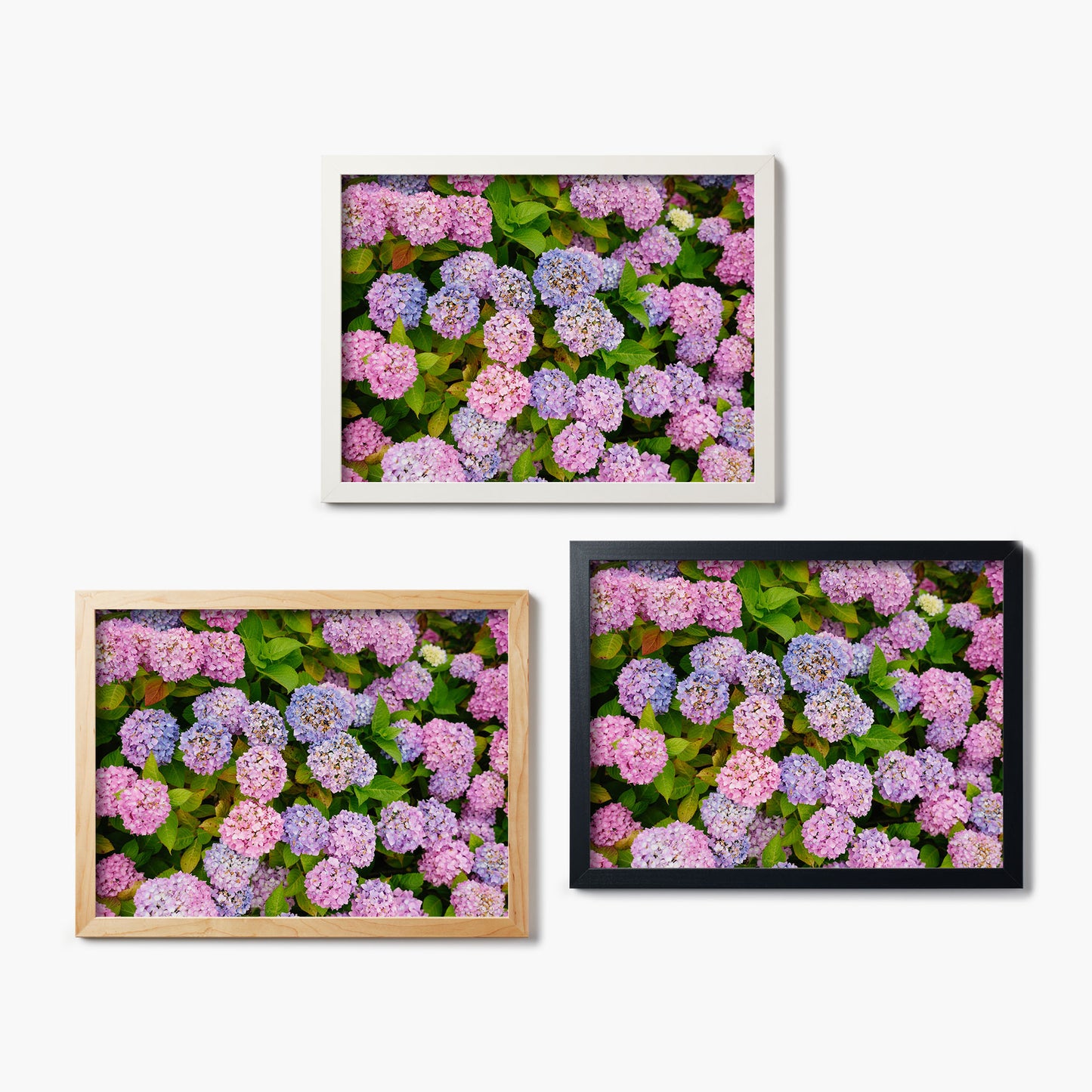 Seaside Hydrangeas