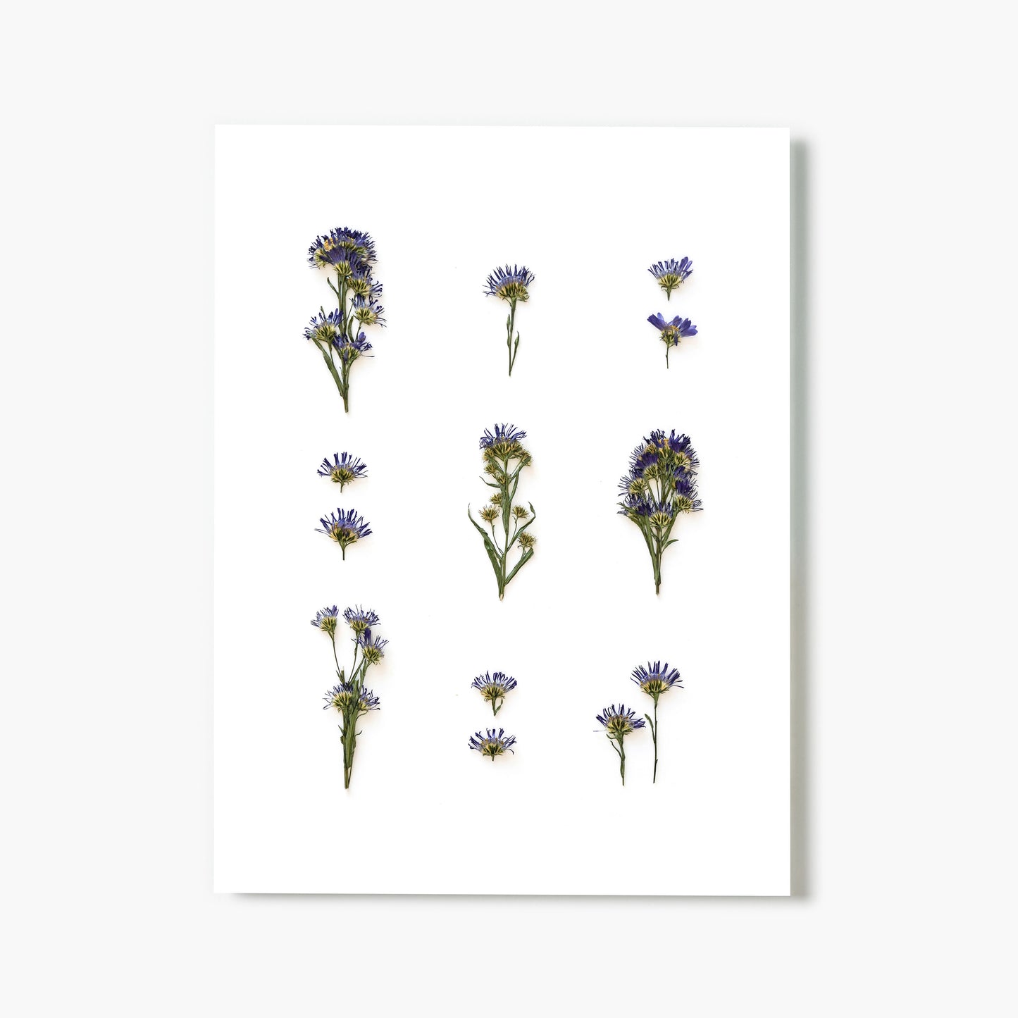 September Aster No. 2 Pressed Floral Print