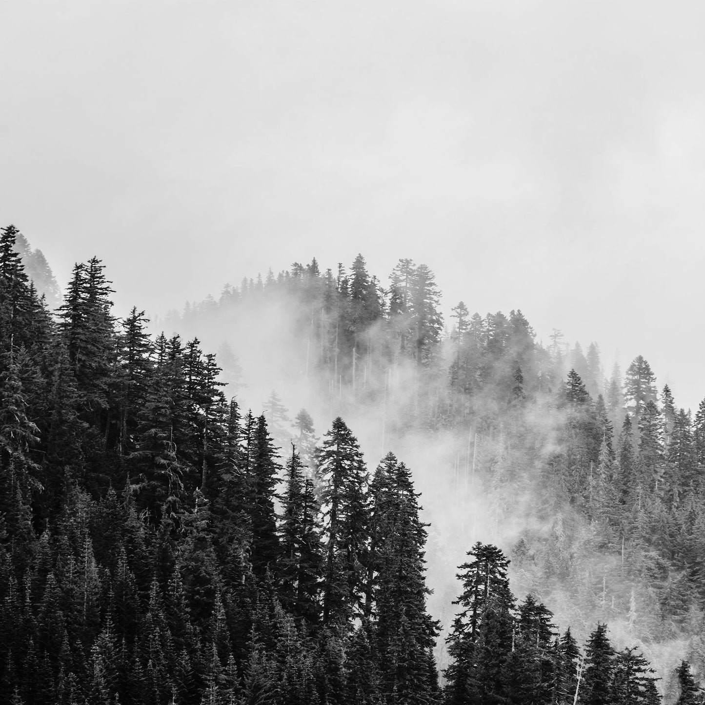 Pacific Northwest Black and White Set