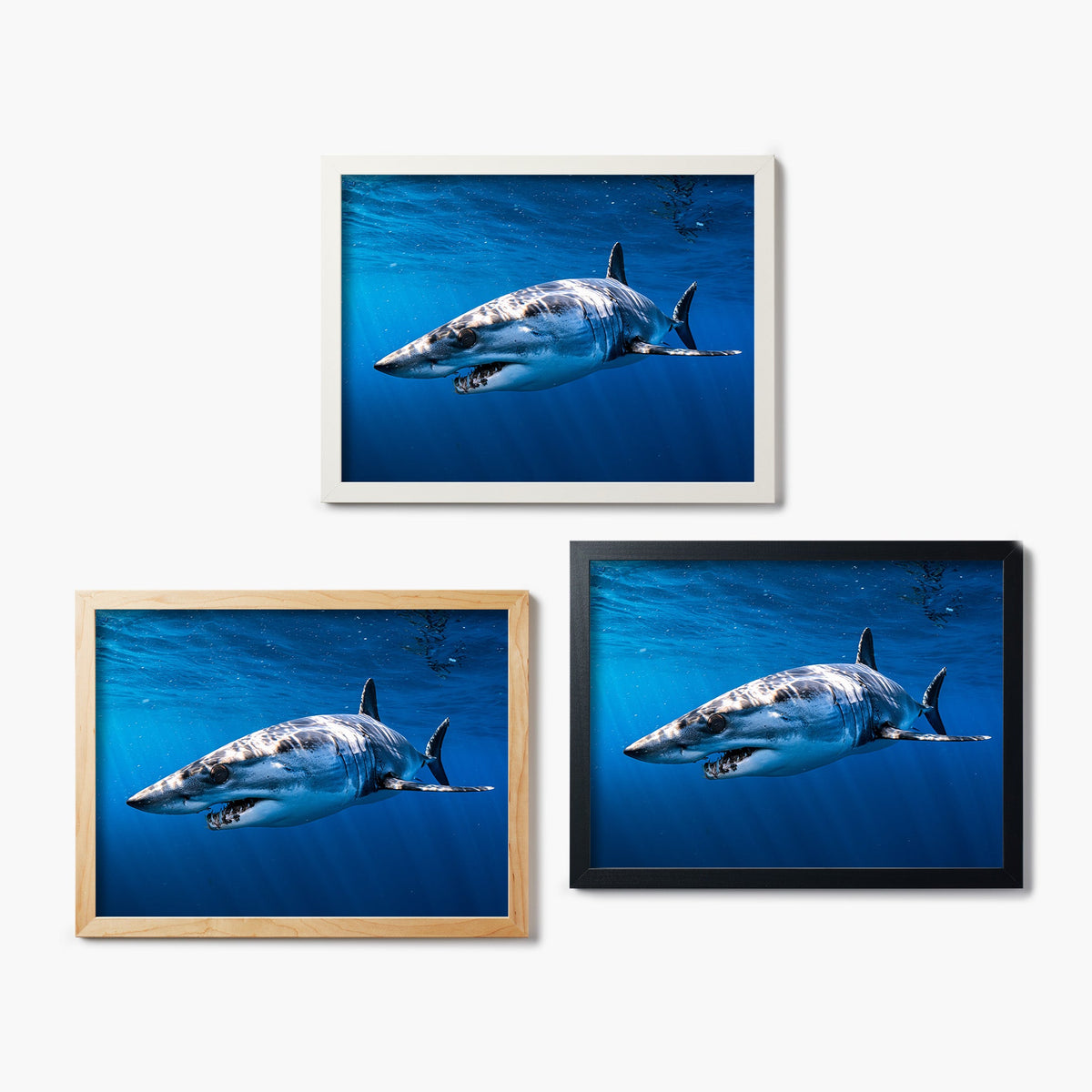 Three framed glass prints of a shark swimming underwater on a white background
