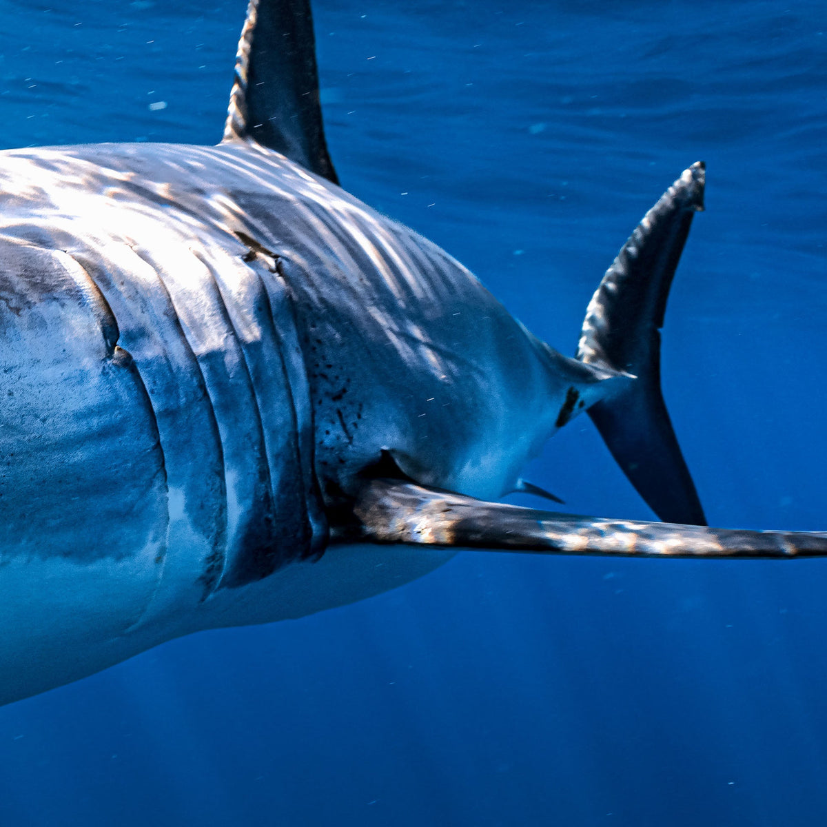 Close-up of a shark's gills, swimming in clear blue water