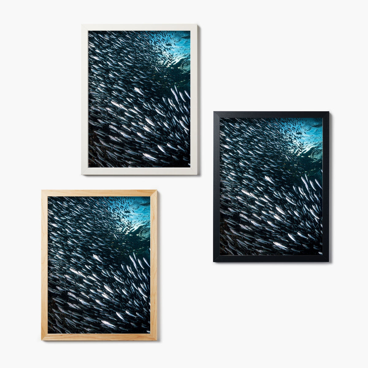 Set of three framed glass prints of underwater photographs of schools of fish on a white wall.