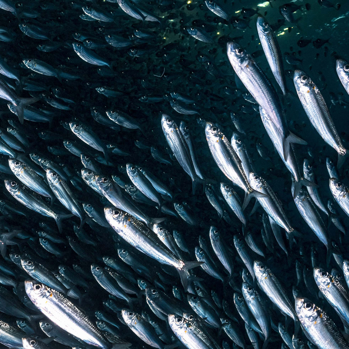 Close-up on a school of small silver fish swimming in a tight formation underwater