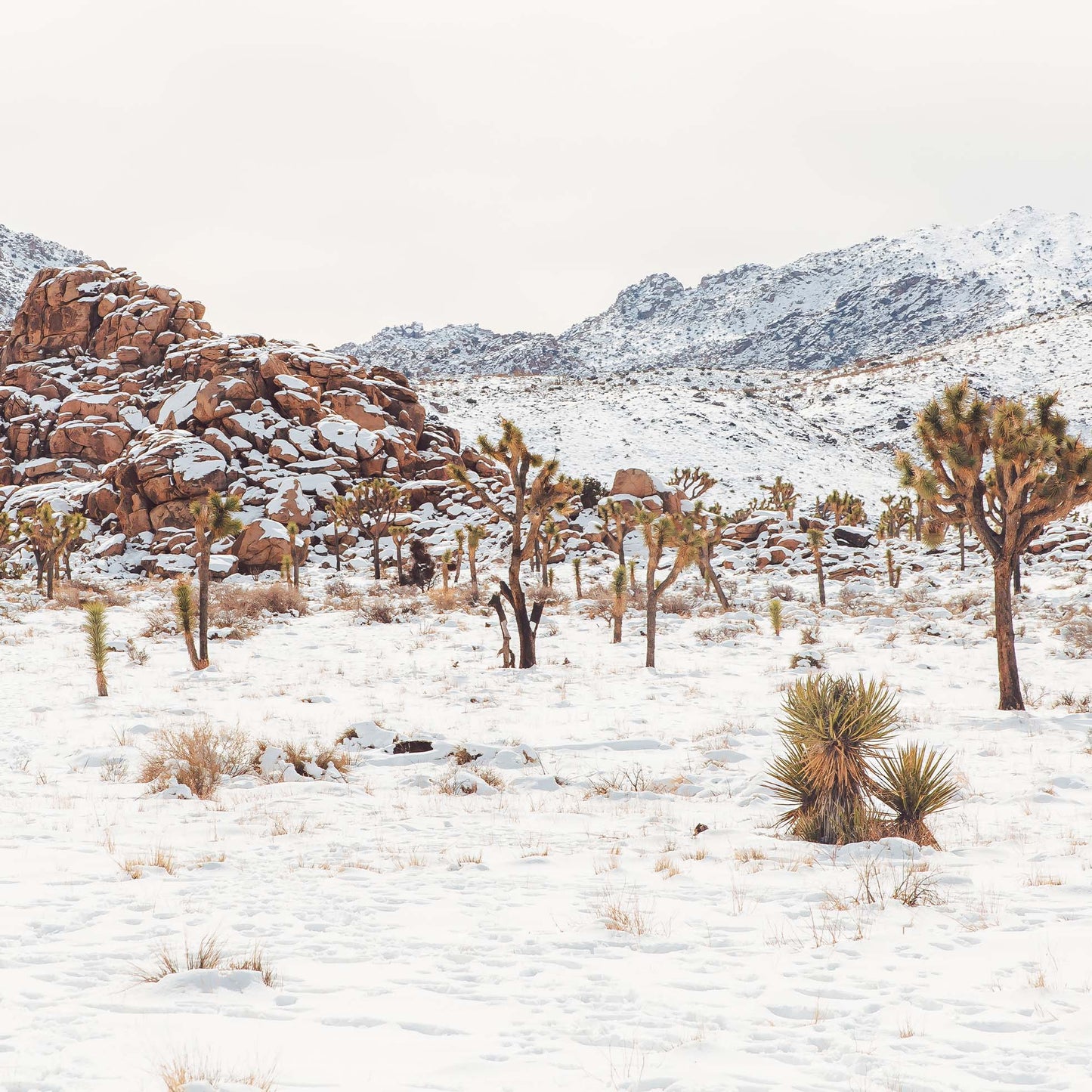 Snowfall In The Sands