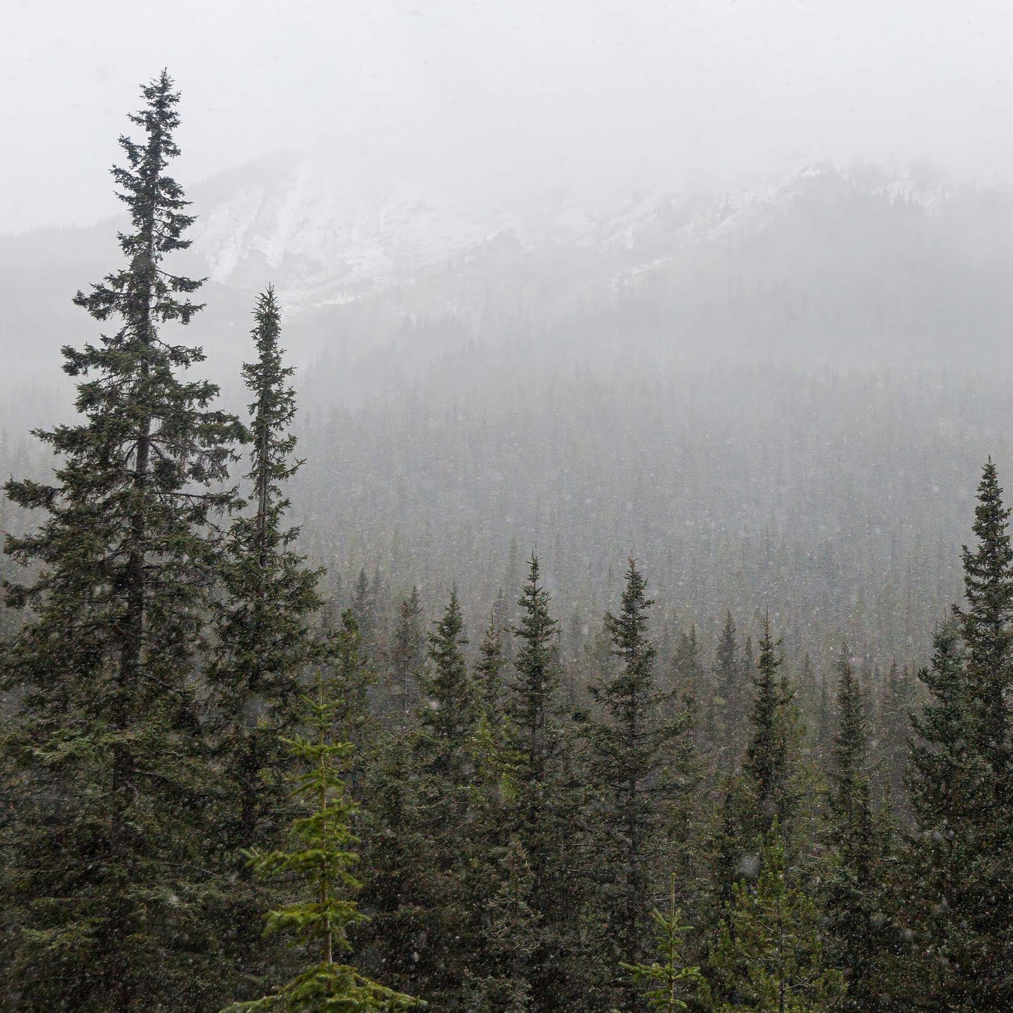 Snowy Skyline in Banff