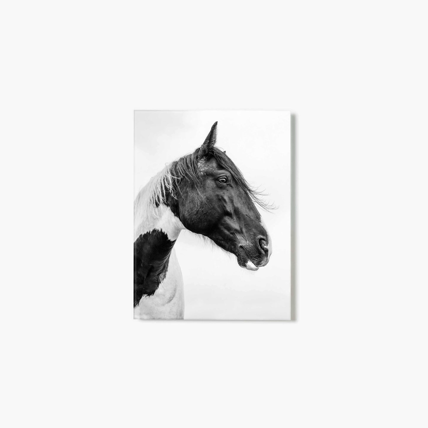 Soul Of The Steed