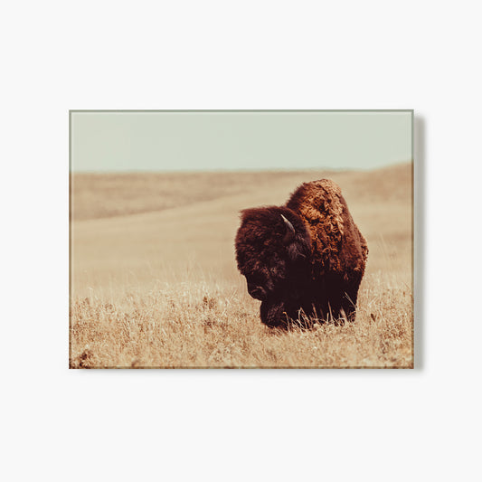 Tall Grass Bison I