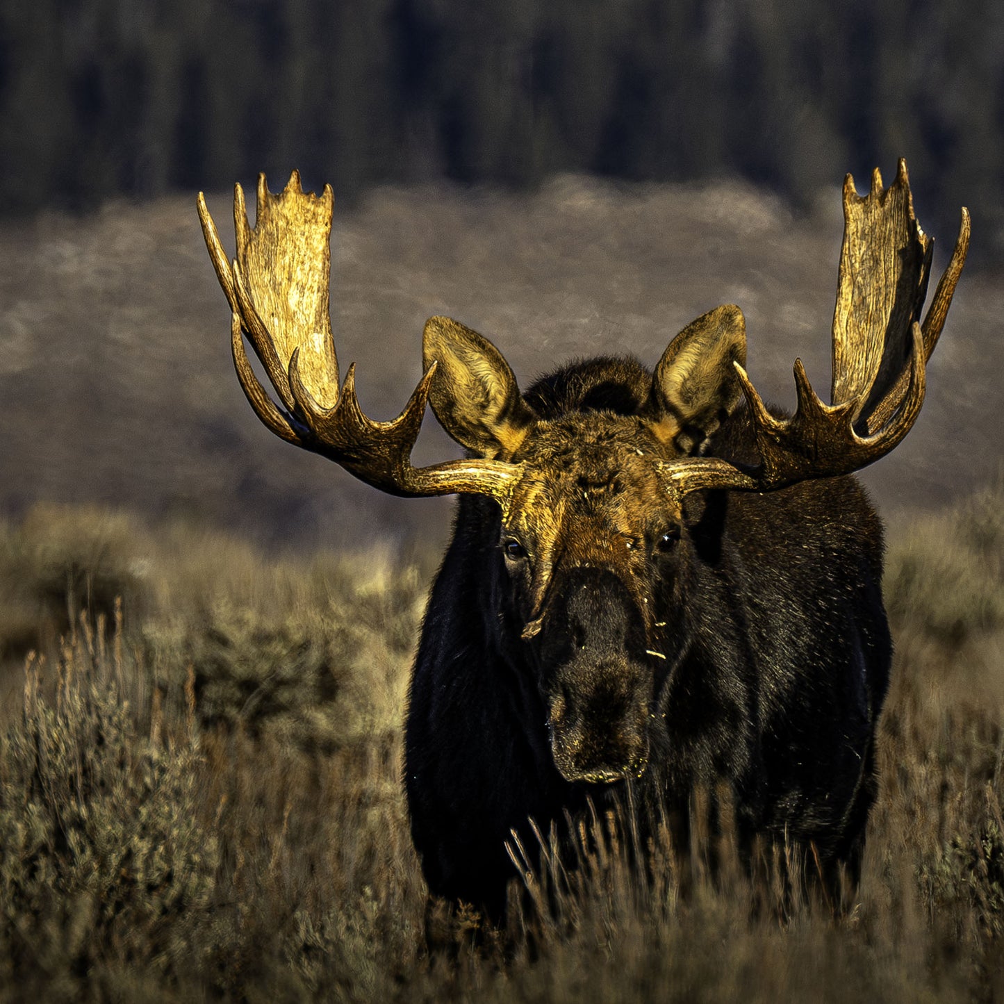 Teton Stare