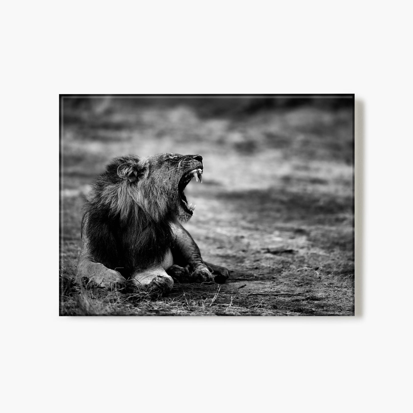 The Lion's Roar