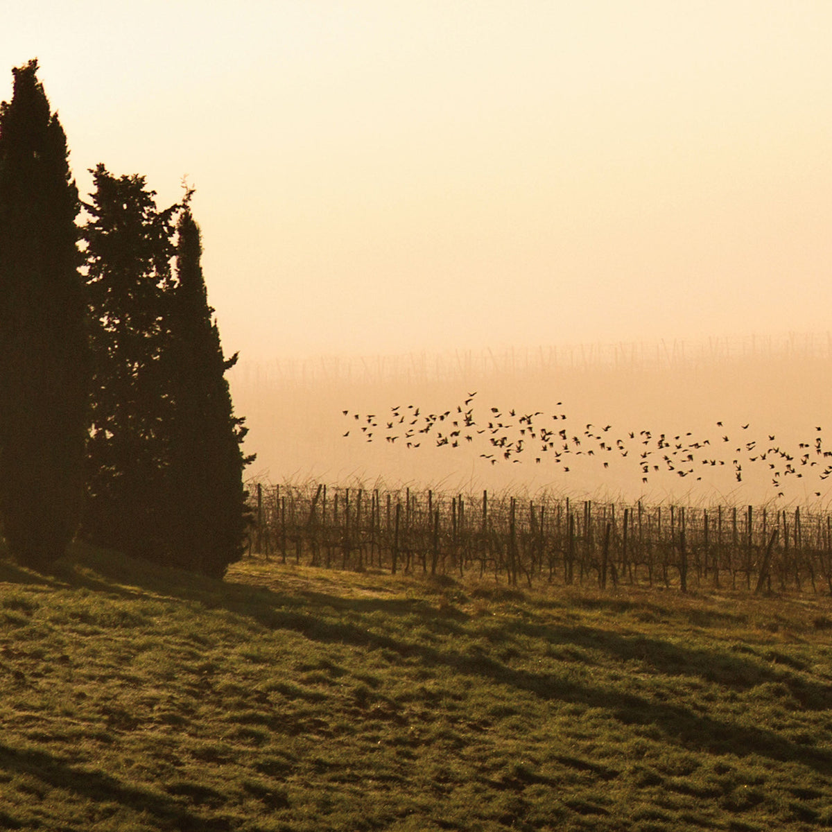 Close-up of silhouette of trees and birds flying over a vineyard at sunset.