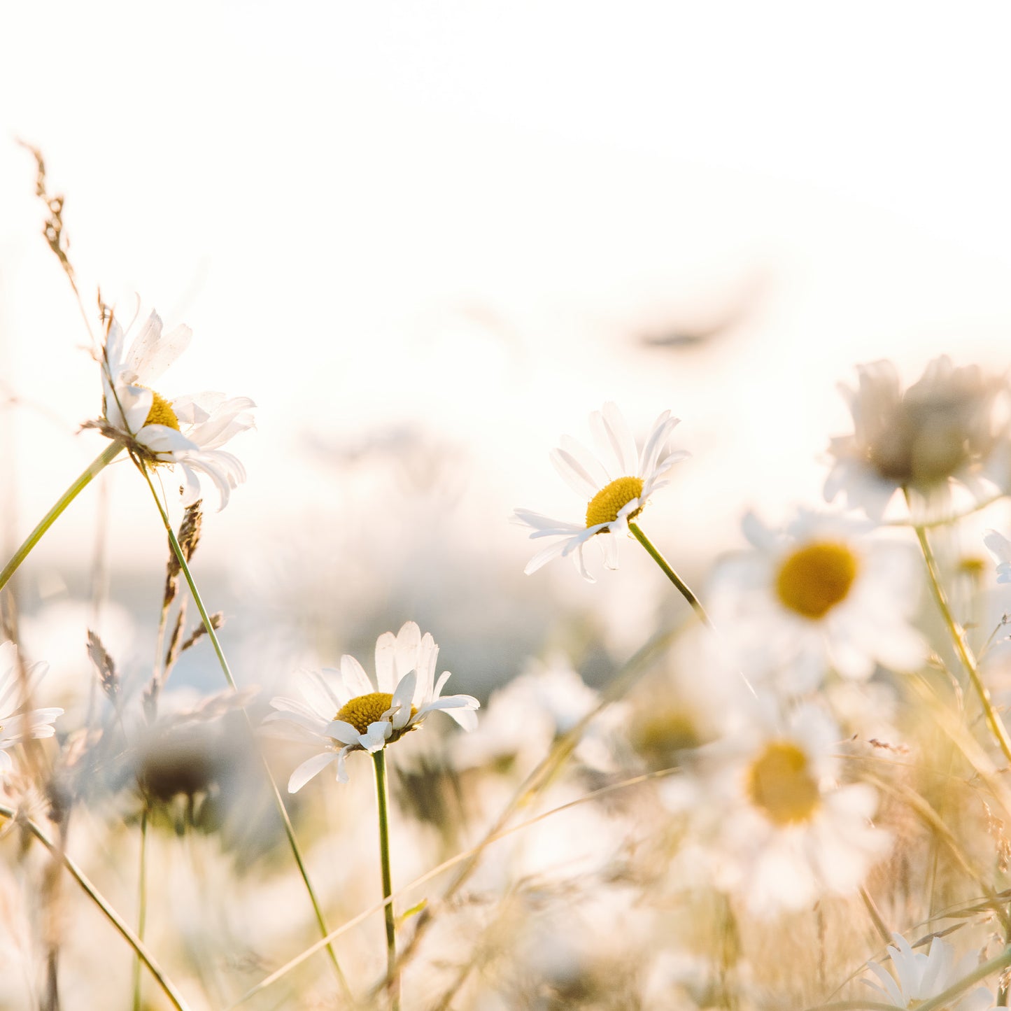 Warm Daisies