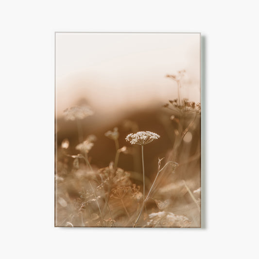 Wildflowers at Sunset