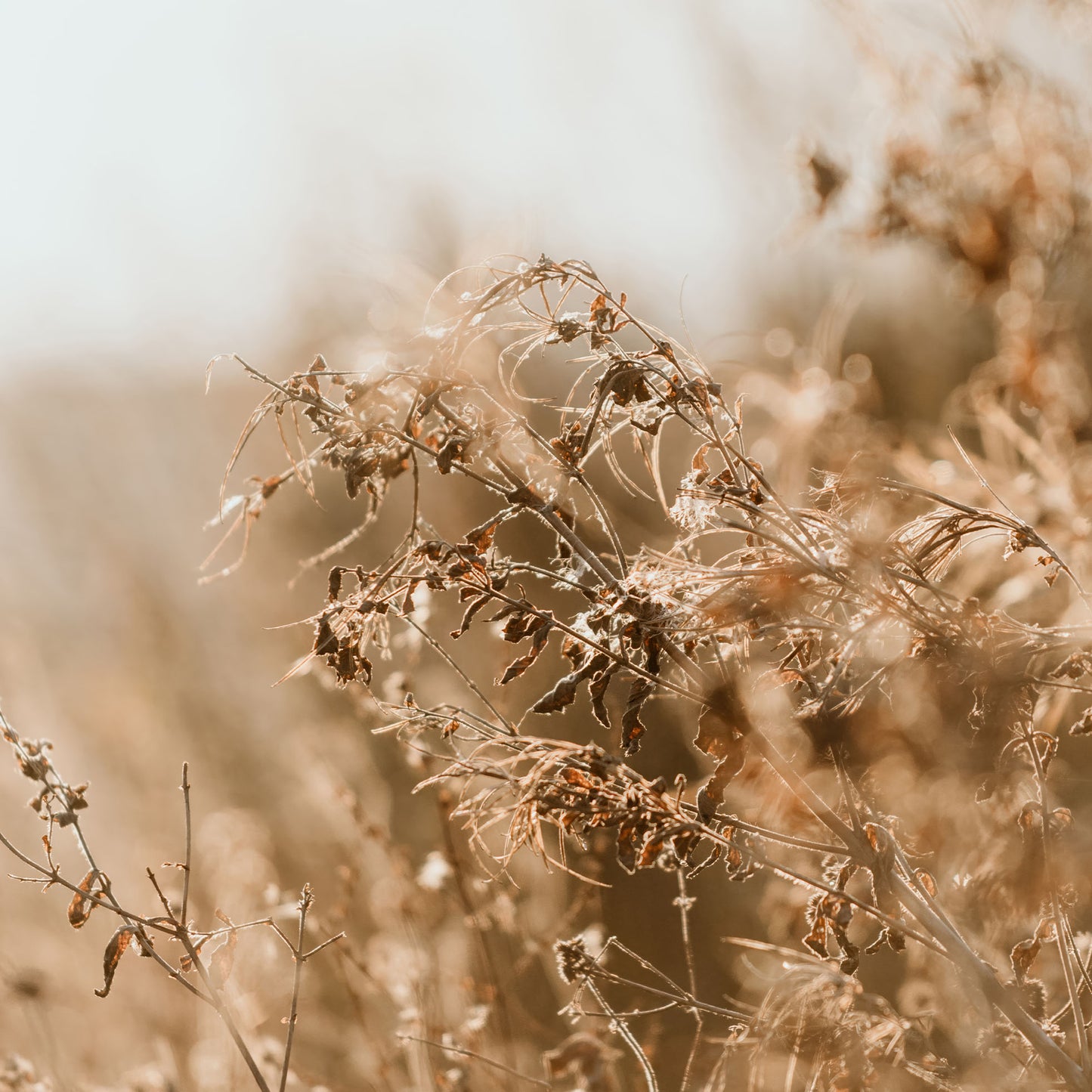 Wildflowers at Sunset 2