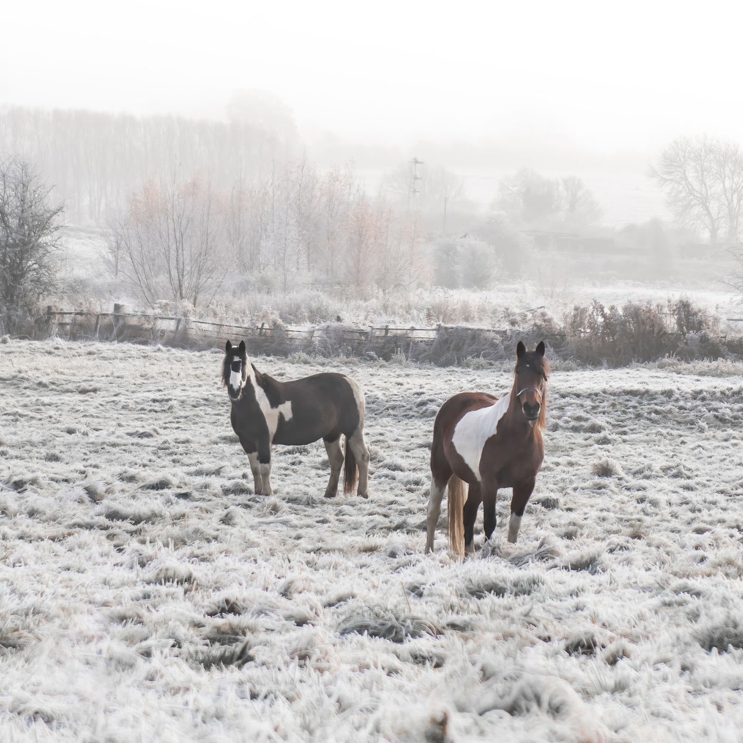 Winter Horses